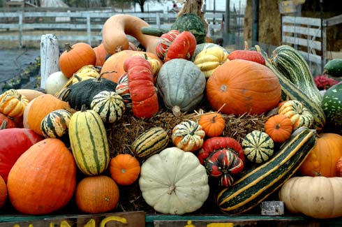 Fall Harvest Time in Rockport MA